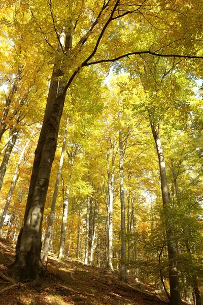 Herfst beukenbos — Stockfoto