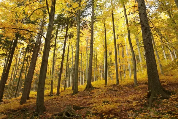 Осінній бук Лісовий — стокове фото