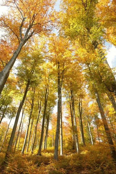 Bosque de haya de otoño — Foto de Stock