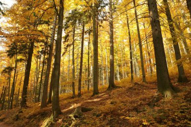 Şafakta sonbahar orman