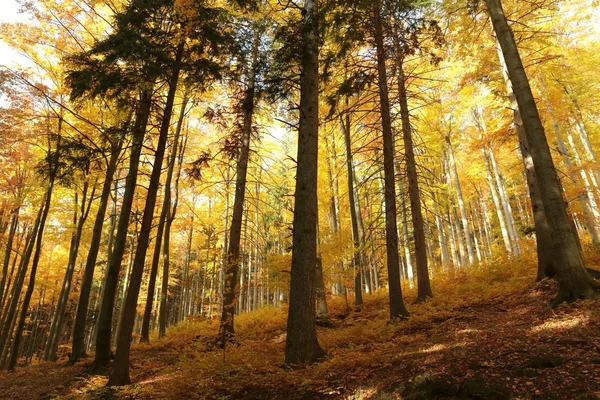 Мальовничі осінній ліс — стокове фото