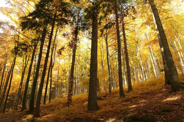 Malebné podzimní Les — Stock fotografie