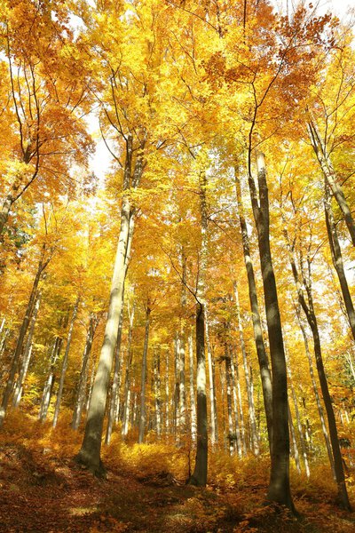 Majestic beech forest