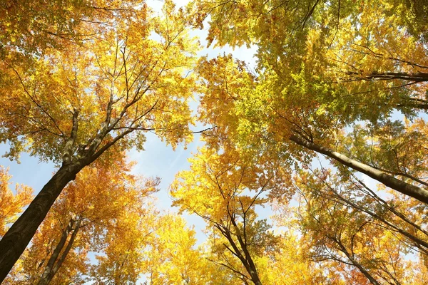 Herfst elzen bomen — Stockfoto