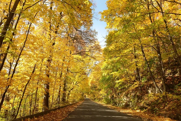 Landweg die door het herfstbos loopt — Stockfoto