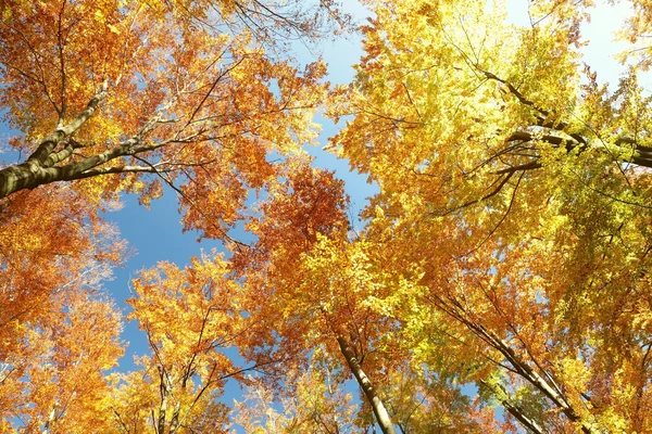 Podzimní stromy Olše — Stock fotografie