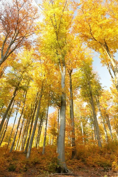 Herfst elzen bomen — Stockfoto