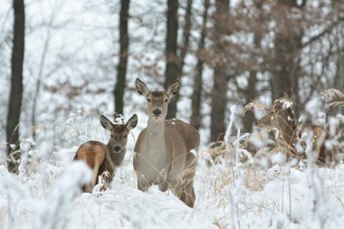 Roe deer clipart