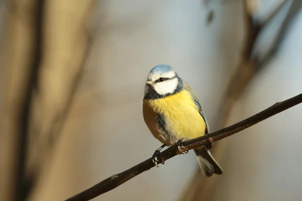 Blue tit — Stock Photo, Image