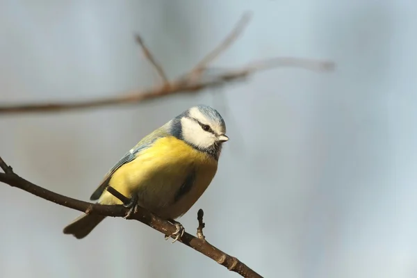 Teta azul — Foto de Stock