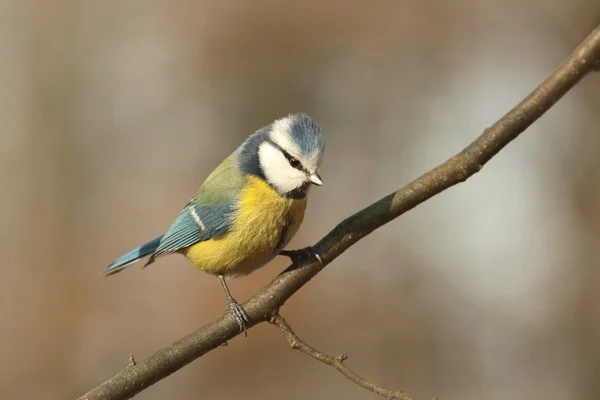 Blaumeise — Stockfoto