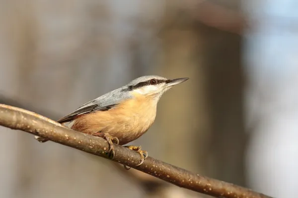 Nötväcka — Stockfoto