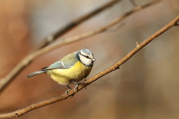 Blue tit — Stock Photo, Image