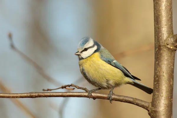 Blue tit — Stock Photo, Image