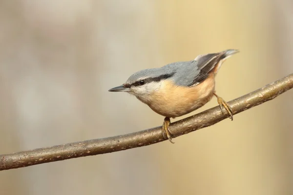 Nötväcka — Stockfoto