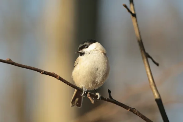 Marsh Tit — Stock Photo, Image