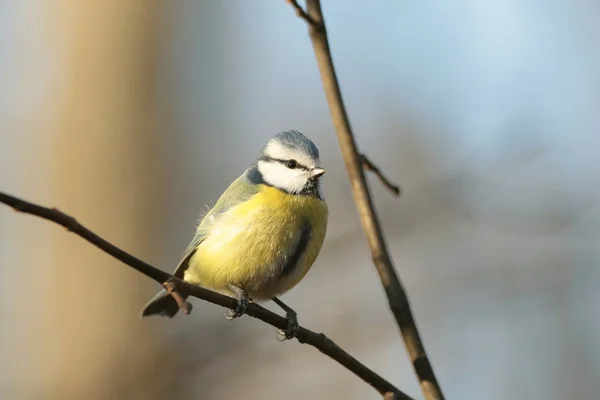 Mavi baştankara — Stok fotoğraf