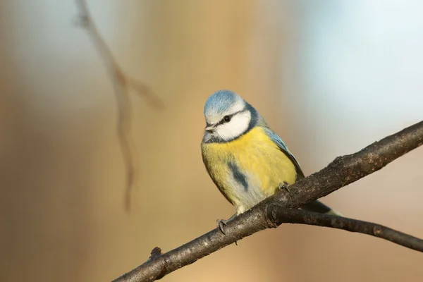 Teta azul — Foto de Stock