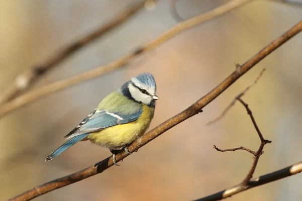 Blue tit — Stock Photo, Image