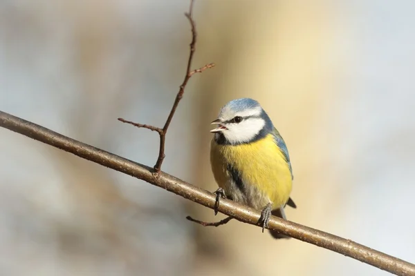 Mavi baştankara — Stok fotoğraf