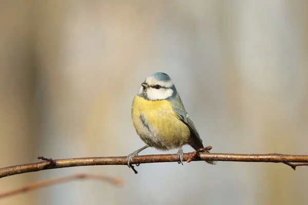 Blue tit — Stock Photo, Image