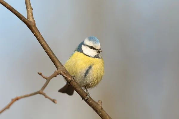 Blaumeise — Stockfoto