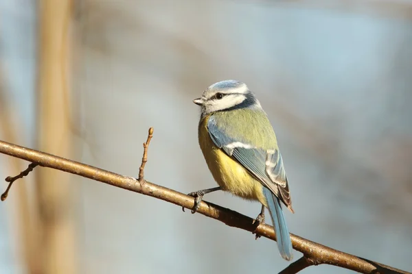 Blaumeise — Stockfoto