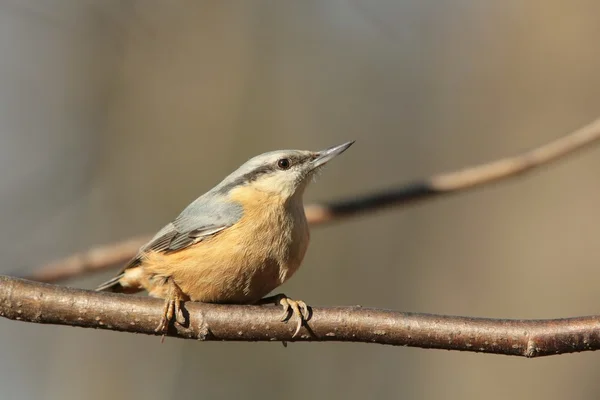 Nuthatch. — Fotografia de Stock