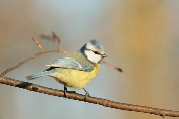 Blue tit — Stock Photo, Image