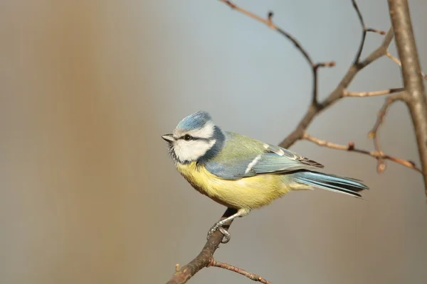 Blue tit — Stock Photo, Image