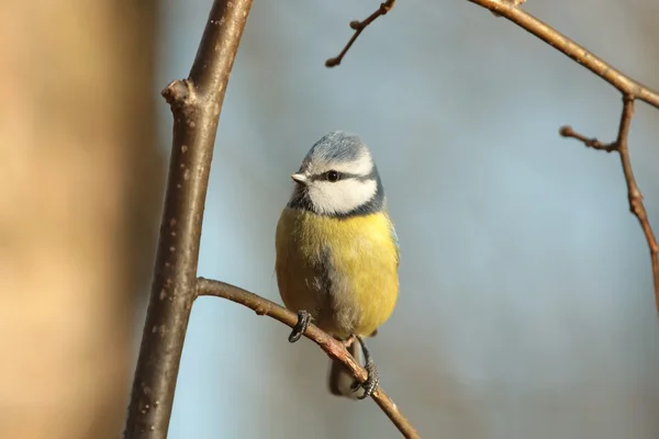 Blue tit — Stock Photo, Image