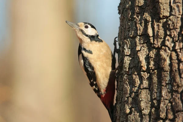 Woodpecker ที่ยอดเยี่ยม — ภาพถ่ายสต็อก