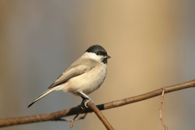 Marsh baştankara