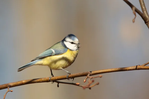 Blaumeise — Stockfoto