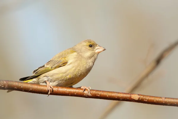 Greenfinch — стокове фото