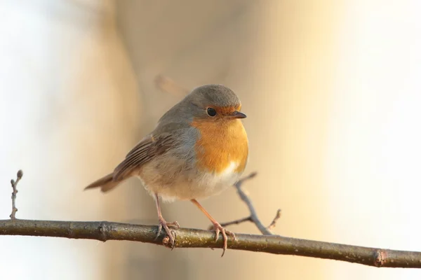 Roodborst — Stockfoto