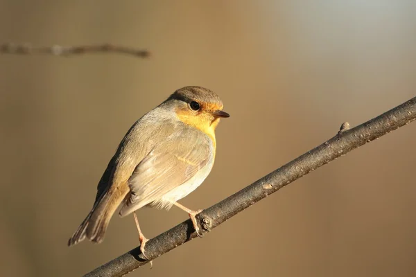 Avrupa robin — Stok fotoğraf