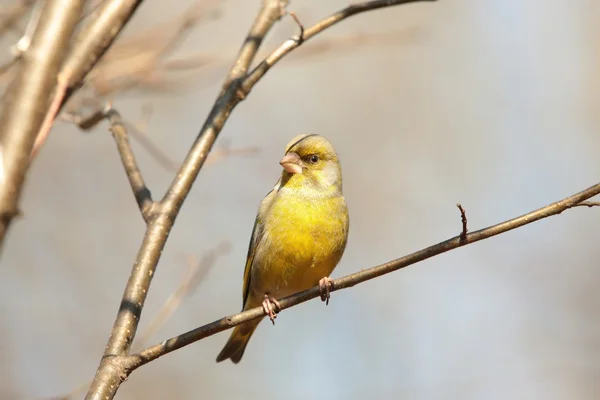Greenfinch — Stock Photo, Image