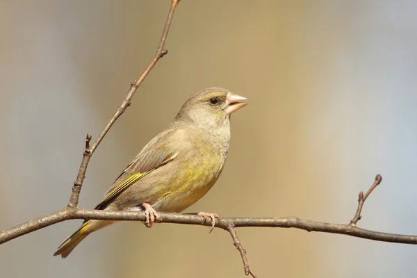 Greenfinch — стокове фото