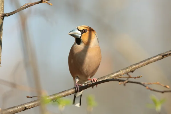 Grosbeak. — Foto de Stock