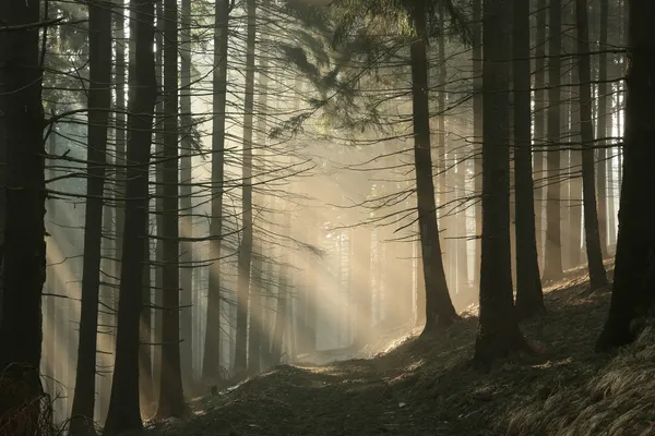 Foresta di conifere nebbiosa all'alba — Foto Stock