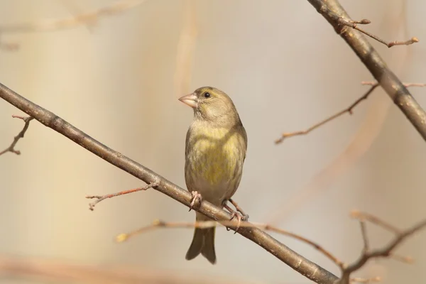 Greenfinch — Stock Photo, Image