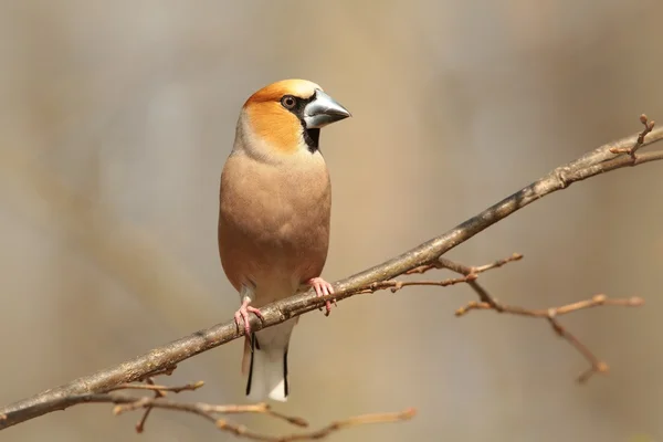 Becco di cervo — Foto Stock