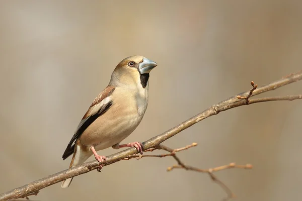 Grosbeak — Fotografie, imagine de stoc