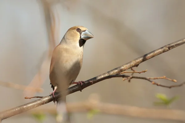 Grosbeak. — Foto de Stock