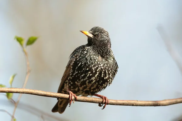 Common Starling — Stock Photo, Image