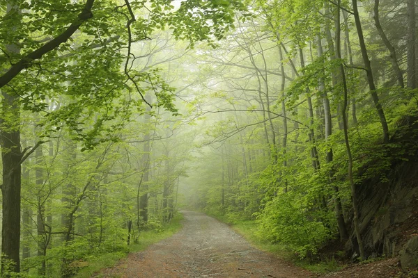 Forêt printanière brumeuse — Photo