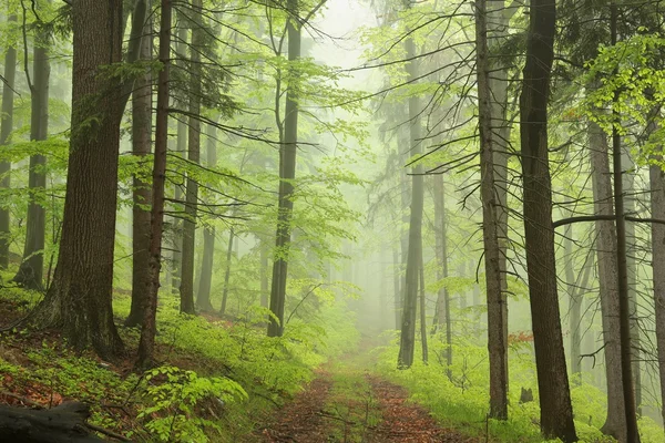 Sentier à travers la forêt printanière brumeuse — Photo