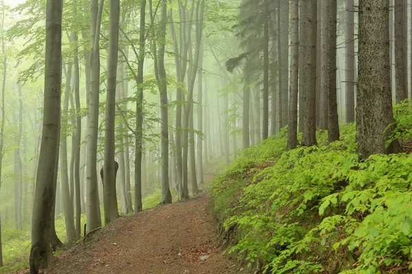 Forest trail on a foggy morning Stock Photo
