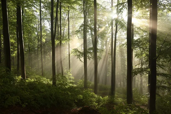 Forêt de feuillus printanière le matin — Photo